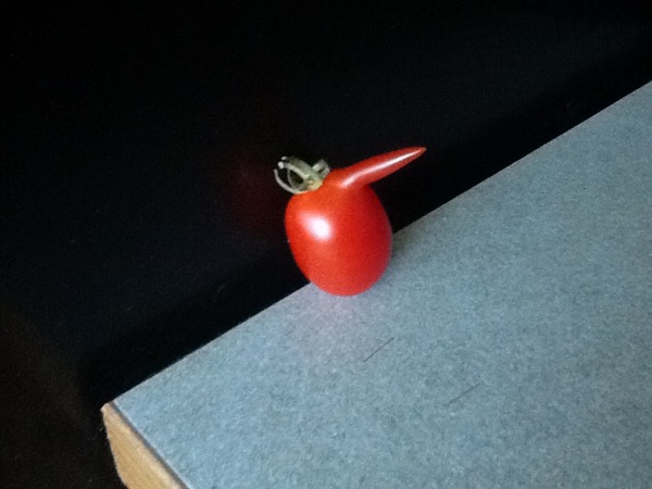 tomato priapism