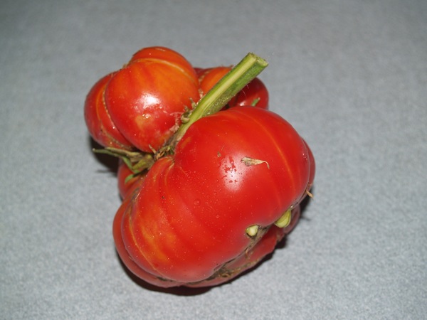 MUtomato1