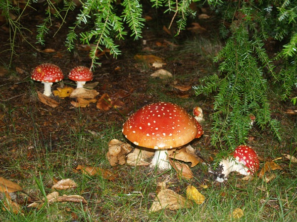 Amanita muscaria