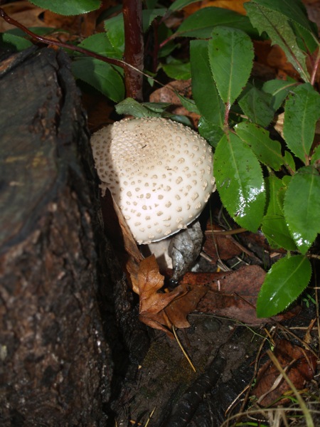 A-nother Amanita