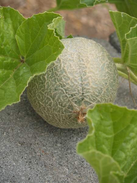 cantaloupe without flower