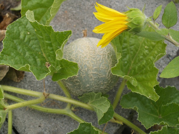 cantaloupe with flower