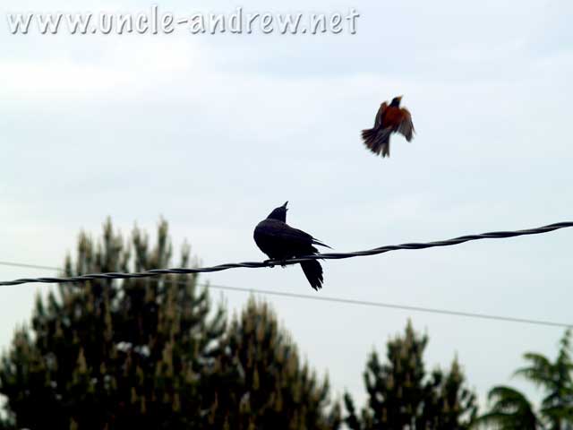 Crow Being Dive-Bombed by a Robin