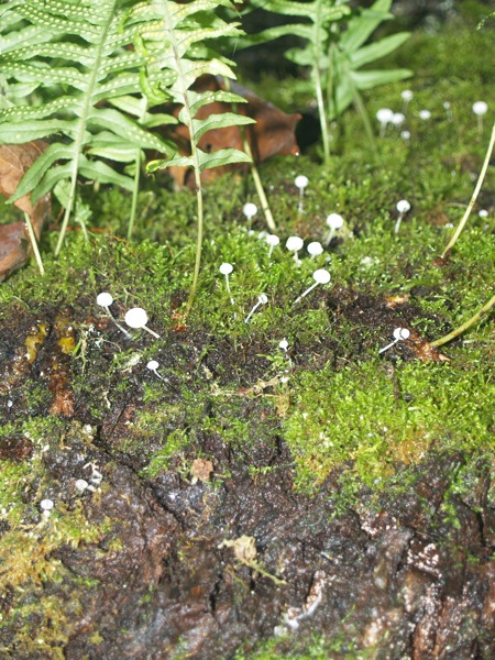 Fungus on the tree trunk