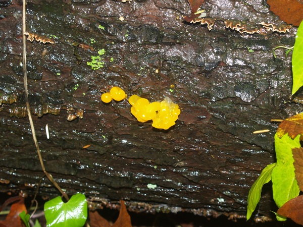 Yellow Fungus