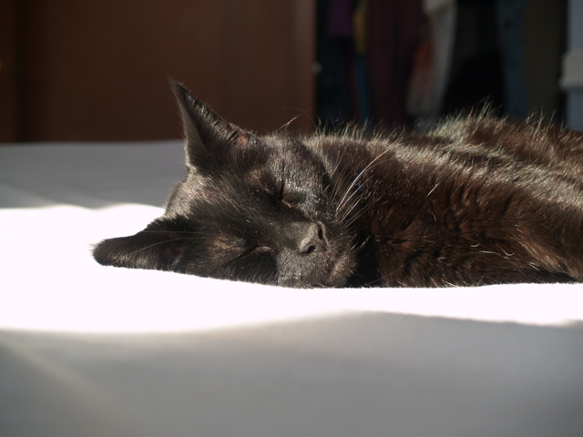 scrum in the sunshine on the bed