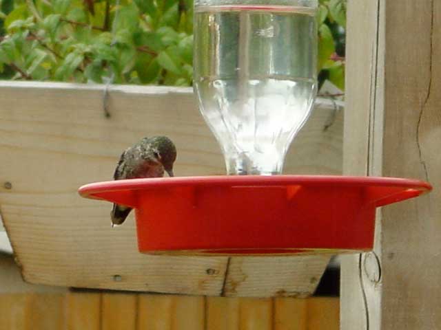 Anna’s Hummingbird