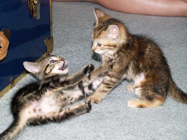 Kitty Rumble!