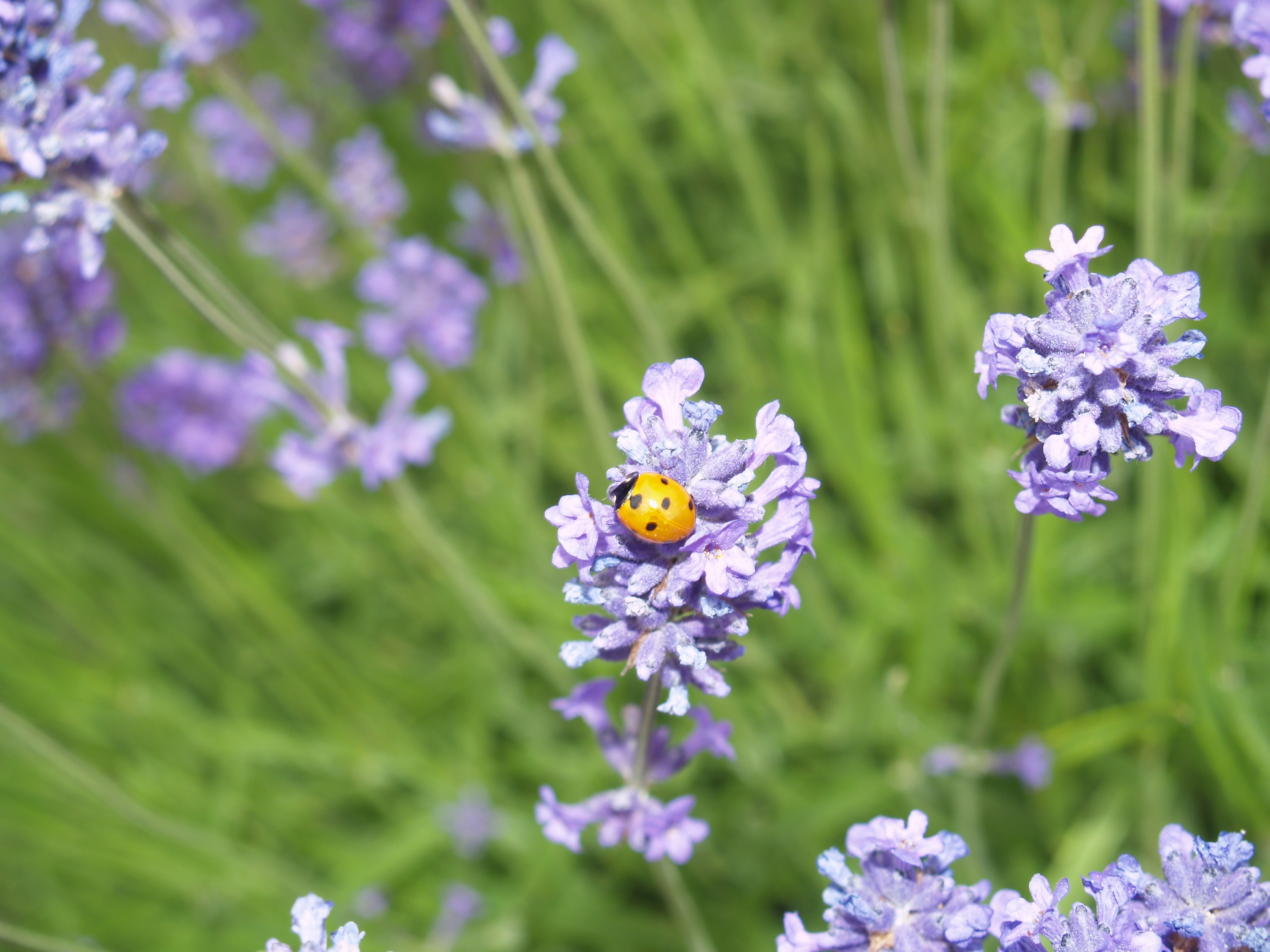 ladybug_lavender Ladybug Lavender