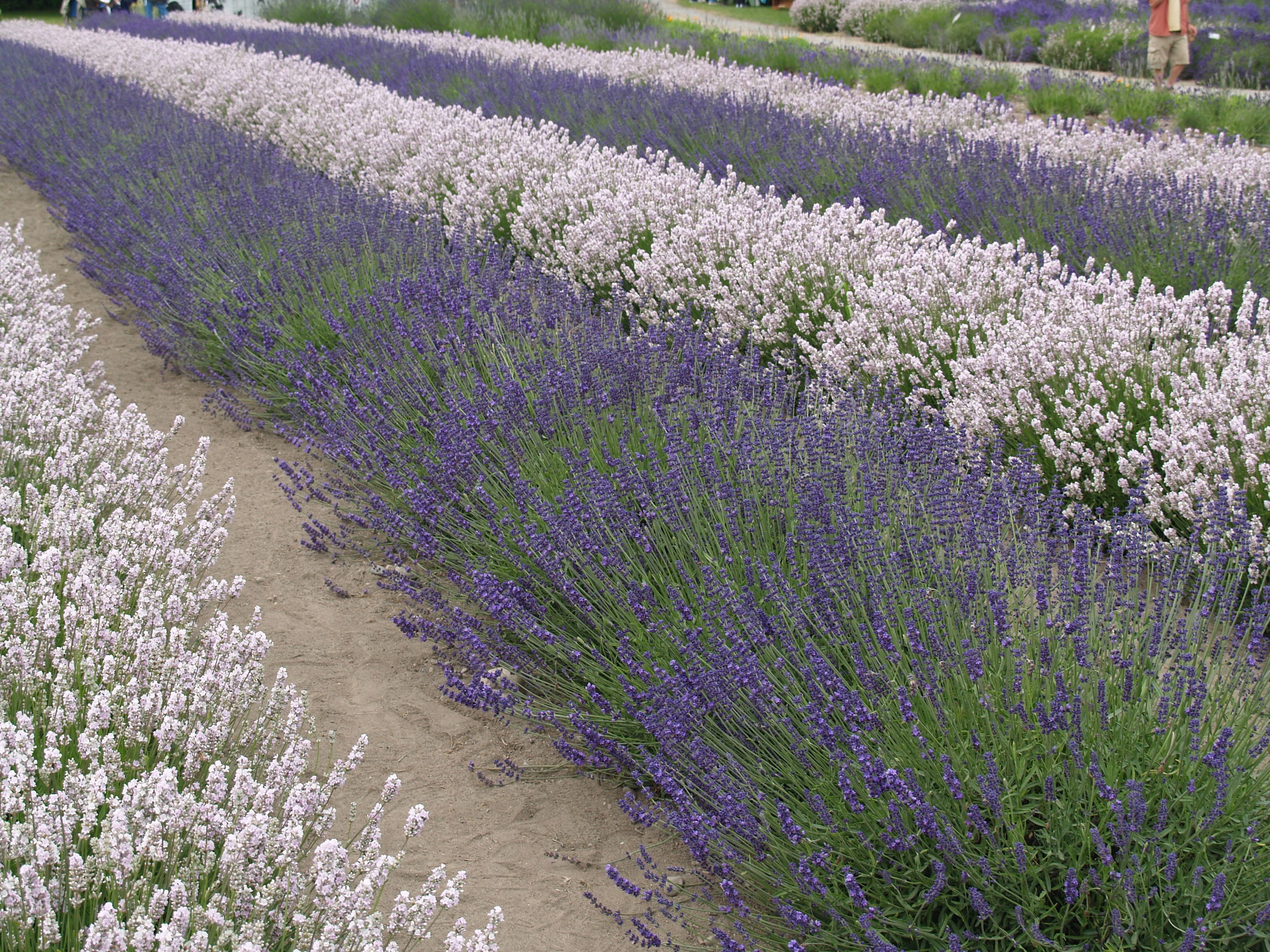 lavender_stripes Lavender Stripes