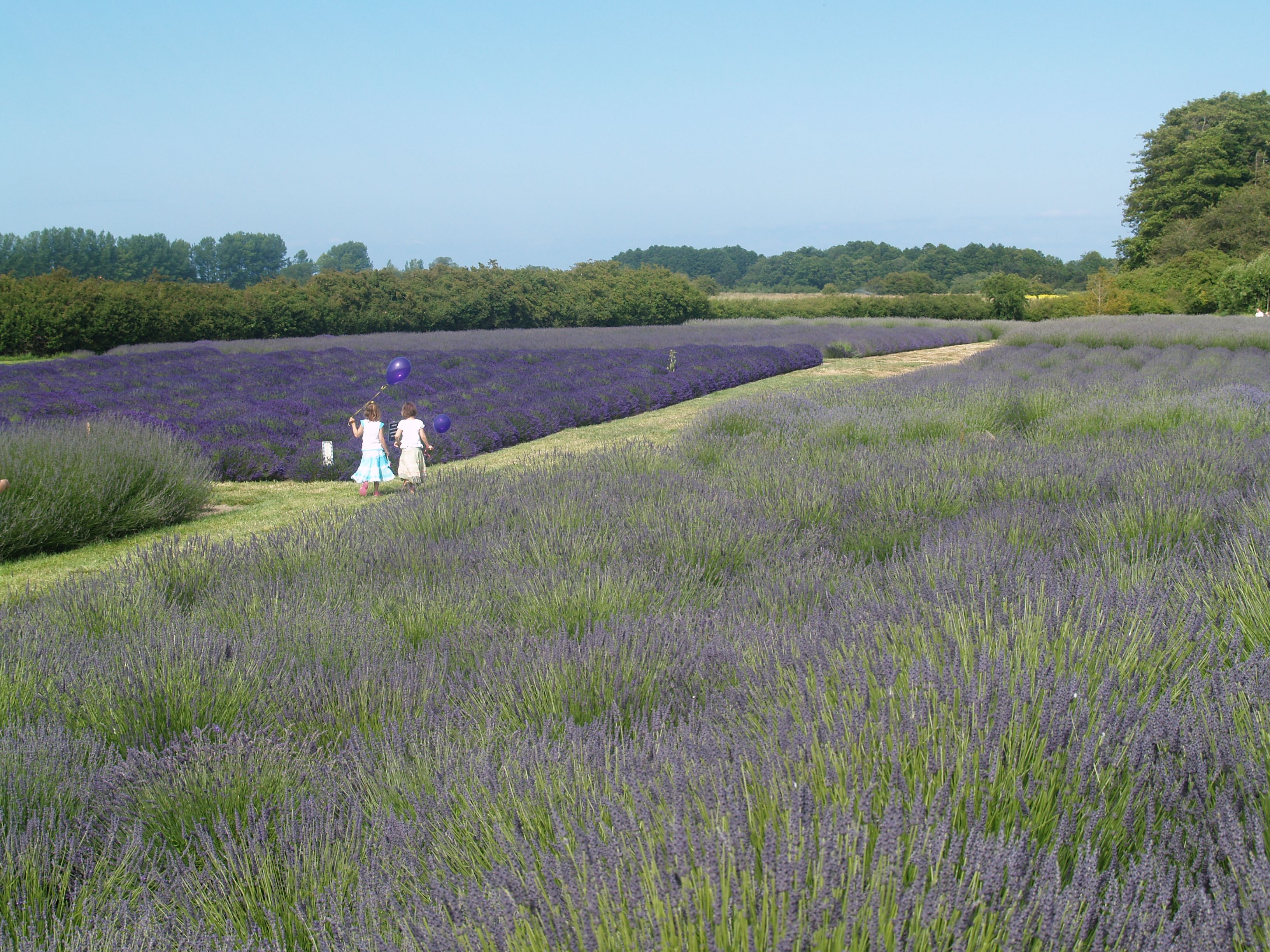 littlegirl_lavender Little Girl Lavender