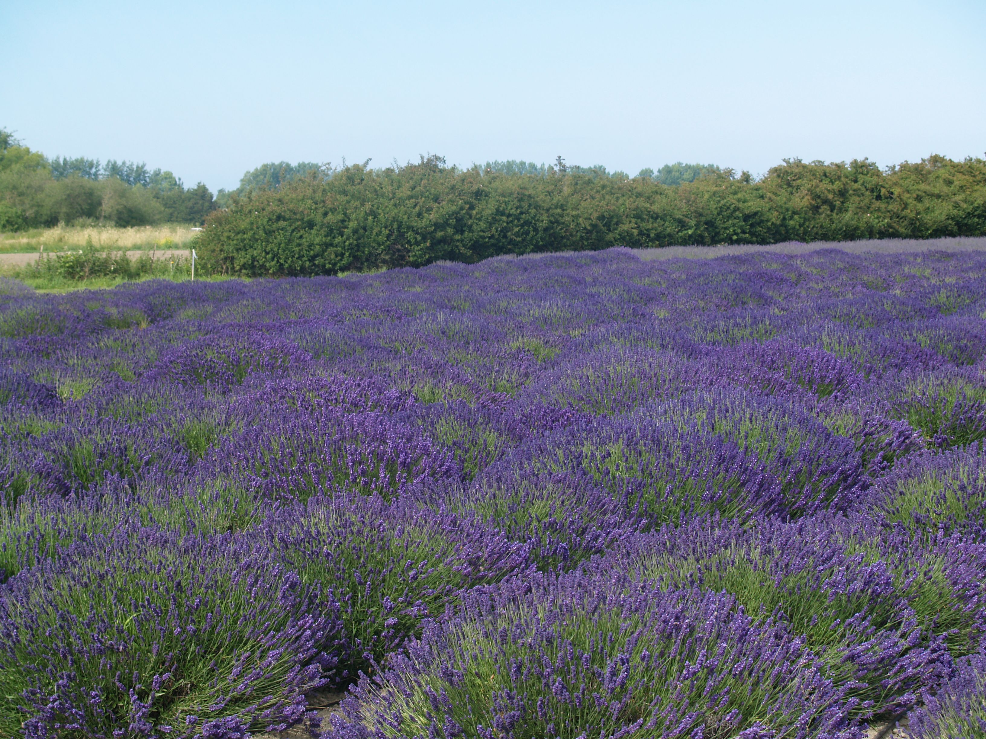 lodden_blue_lavender Lodden Blue Lavender