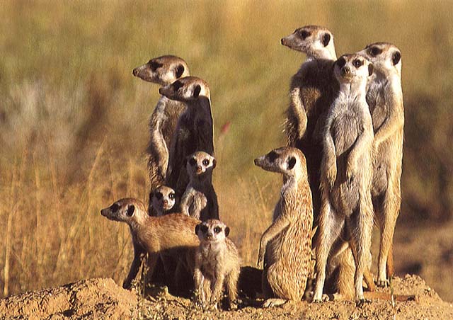 meerkats.jpg