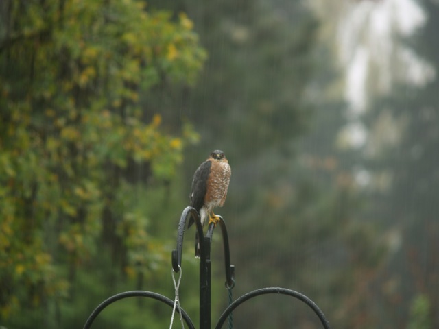 Wet Hawk On The Birdfeeder