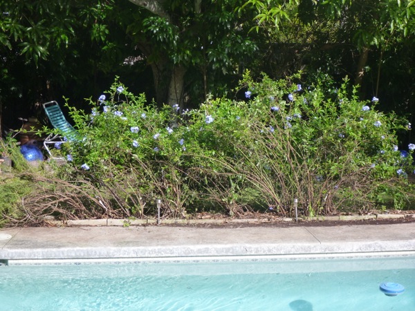 poolplumbagoafter