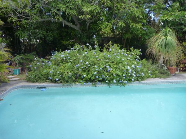 poolplumbagobefore