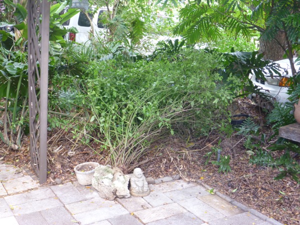 porchplumbagoafter
