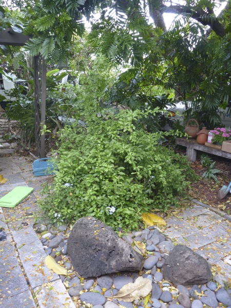 porchplumbagobefore