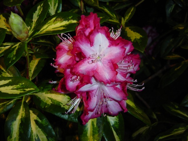 President Roosevelt Rhododendron