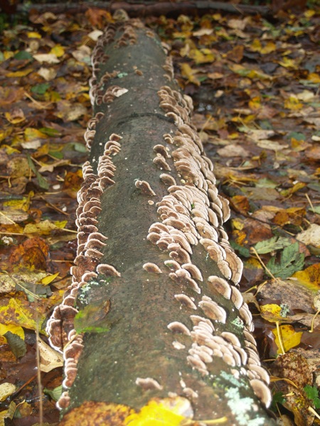 Reishi Log