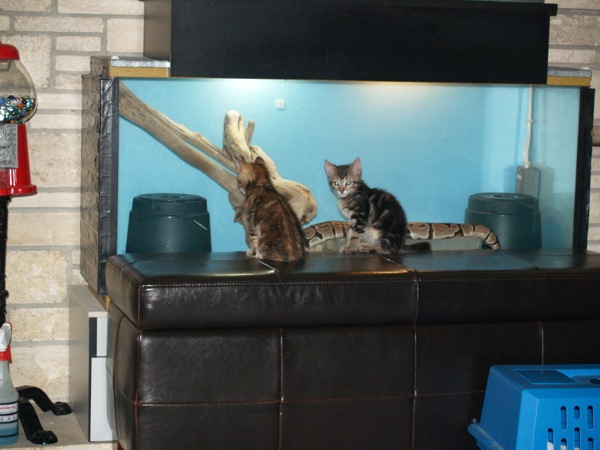 Snake Tank with Kittens