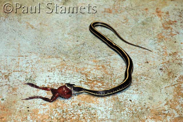 Garter Snake Eating Frog