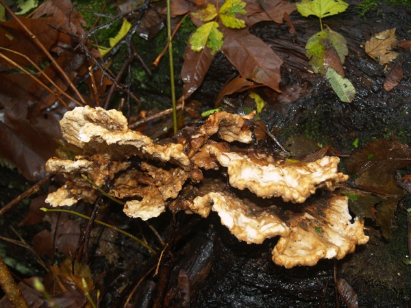 Turkey Tail