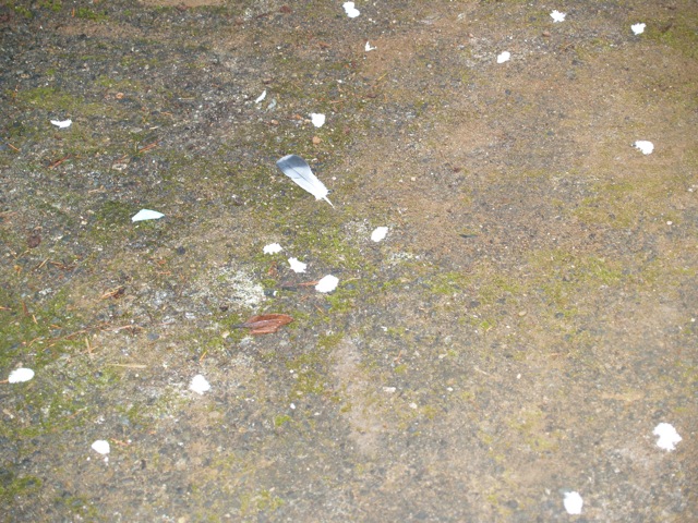 Pigeon Feathers In The Driveway