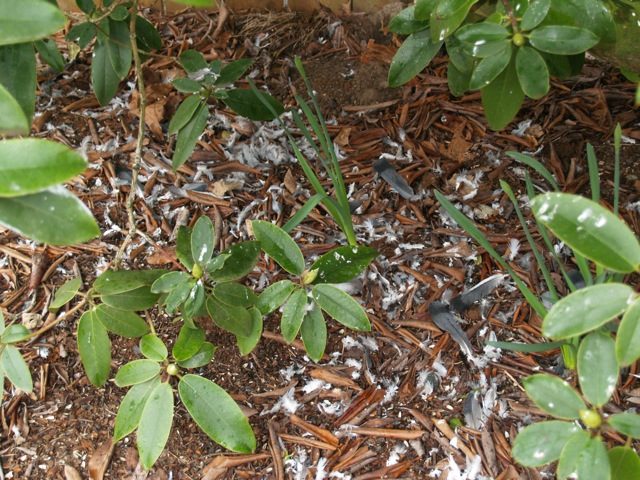 Pigeon Feathers Under The Rhododendron