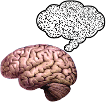 Brain